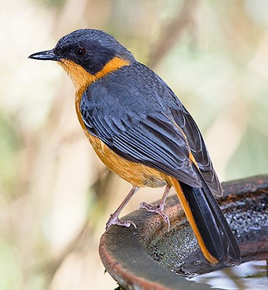 Chorister Robin-Chat